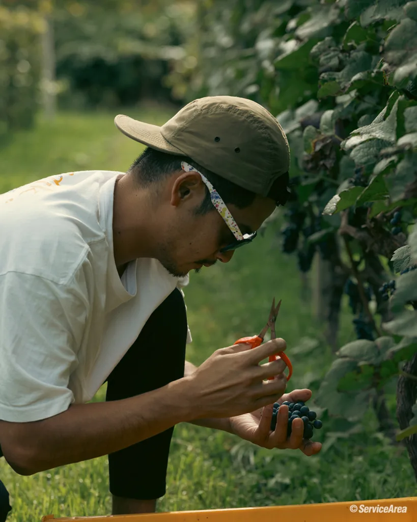 Viña de oro bodega 2023